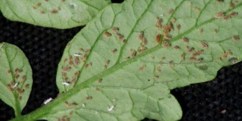 Trips na paradajzu: fotografija, kako se boriti